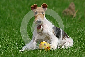 The Wire Fox Terrier