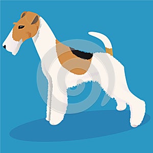 Wire fox terrier dog