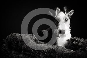 Wire fox terrier in the studio in monochrome