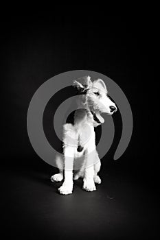 Wire fox terrier in the studio in monochrome