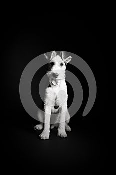 Wire fox terrier in the studio in monochrome