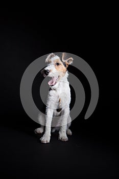 Wire fox terrier in the studio