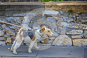 The Wire Fox Terrier walks on a leash