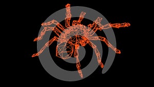 wire frame model of spider