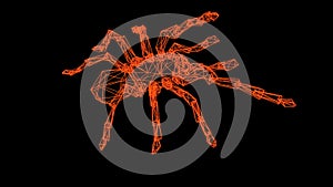 wire frame model of spider