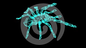 wire frame model of spider