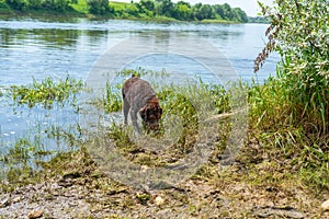 Wire hair dog in water