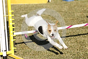 Wire Hair Terrier going over a jump