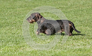 Wire haired dachshund