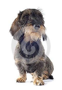 Wire-haired dachshund