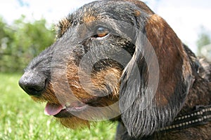 Wire-haired dachshund photo