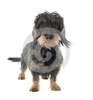 Wire haired dachshund