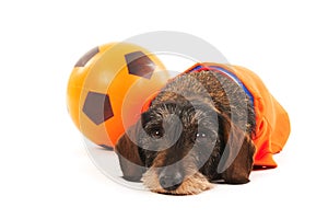 Wire haired dachshund as sports fan