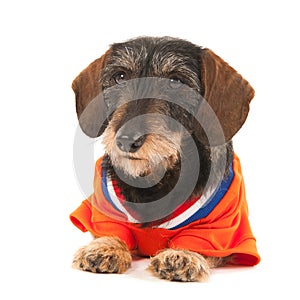 Wire haired dachshund as sports fan