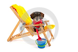 Wire haired dachshund at the beach