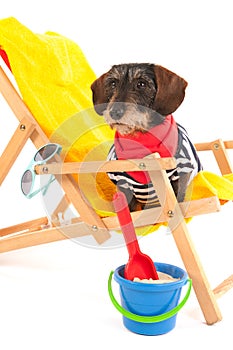 Wire haired dachshund at the beach