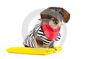 Wire haired dachshund at the beach