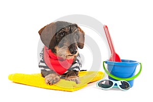 Wire haired dachshund at the beach