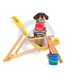 Wire haired dachshund at the beach