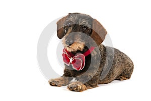 Wire haired dachshund with Christmas bow