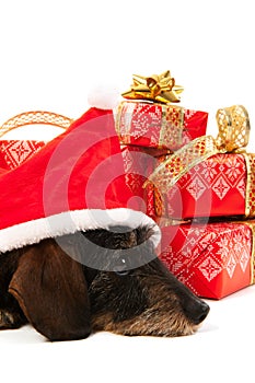 Wire haired dachshund with Christmas hat