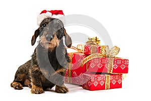 Wire haired dachshund with Christmas hat