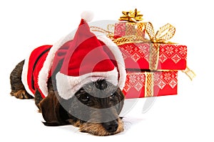 Wire haired dachshund with Christmas hat photo