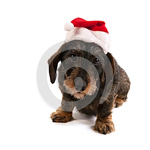 Wire haired dachshund with Christmas hat