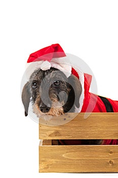 Wire haired dachshund with Christmas suit in wooden crate