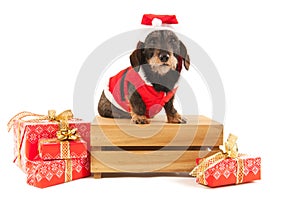 Wire haired dachshund with Christmas suit on wooden crate