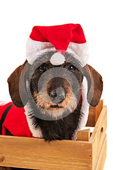 Wire haired dachshund with Christmas suit in wooden crate photo