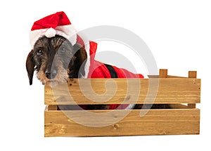 Wire haired dachshund with Christmas suit in wooden crate photo