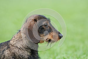 Wire-haired dachshund dog