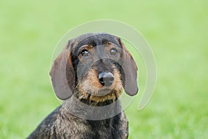 Wire-haired dachshund dog