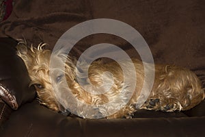A Wire-haired Dachshund Dog