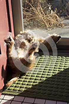 A Wire-haired Dachshund Dog