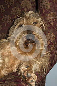 A Wire-haired Dachshund Dog