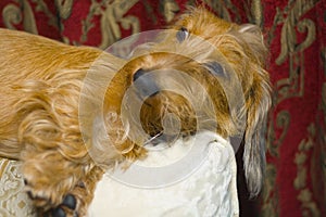 A Wire-haired Dachshund Dog