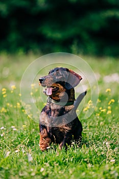 Wire haired dachshund dog portrait