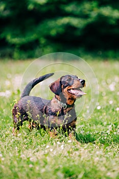 Wire haired dachshund dog portrait
