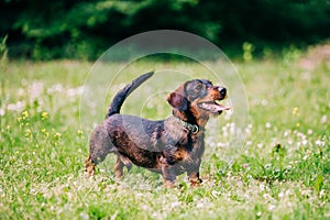 Wire haired dachshund dog portrait