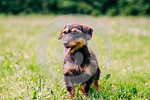 Wire haired dachshund dog portrait