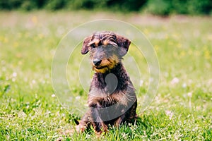 Wire haired dachshund dog portrait