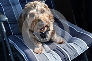 Wire haired dachshund on a garden chair