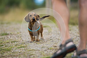 Wire-haired dachshund with his owner