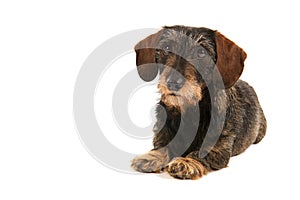 Wire haired dachshund