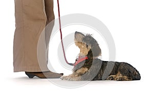 A wire-haired dachshund looking up on white background