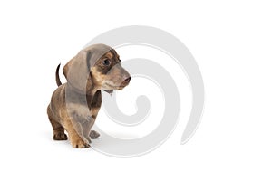 Wire-haired dachshund puppy photo