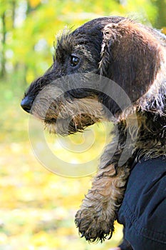 A wire-haired dachshund puppy