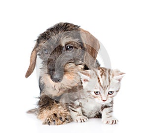 Wire-haired dachshund puppy hugging tiny kitten. isolated on white